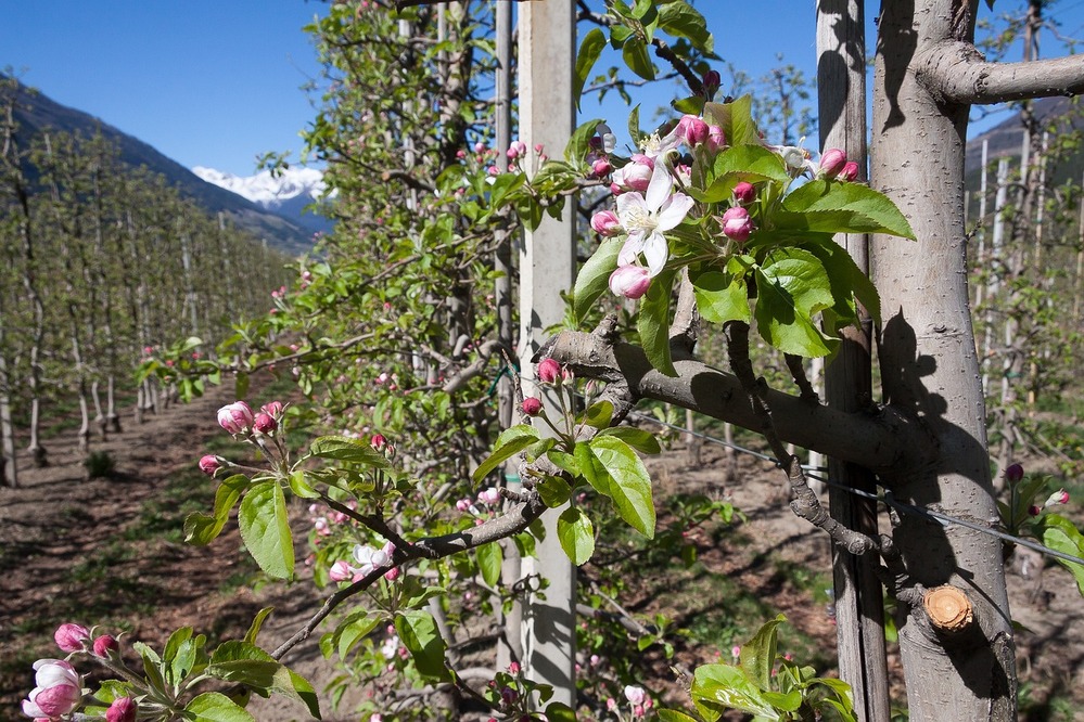 Espalier Trellises with apple trees