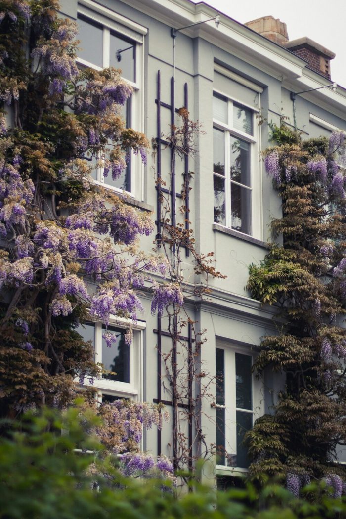 Trellis on brick wall with wisteria.