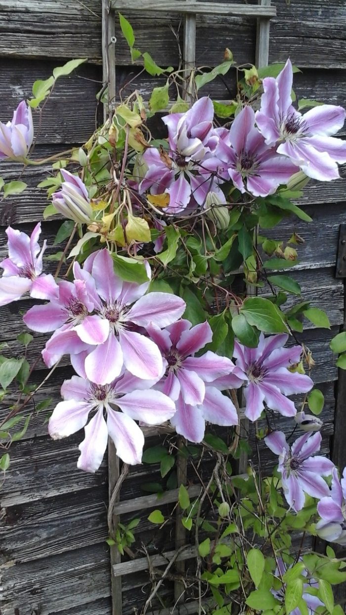 Trellis attached to a fence with clematis plant.