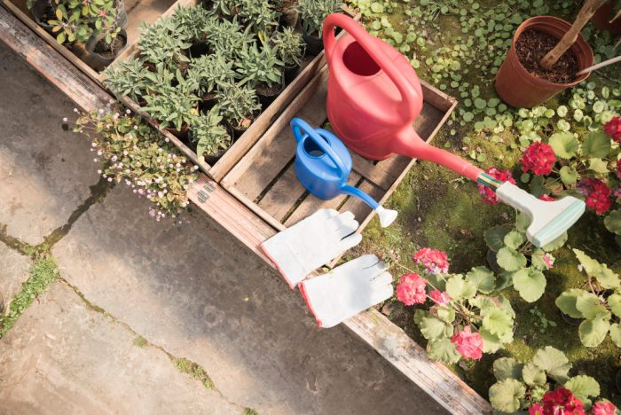 How to Save Your Garden in a Heatwave: The Ultimate Summer Watering Guide