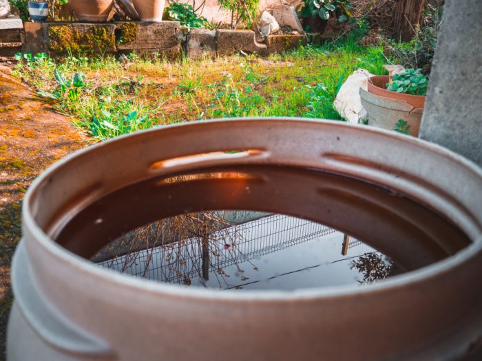 How to Save Your Garden in a Heatwave: The Ultimate Summer Watering Guide